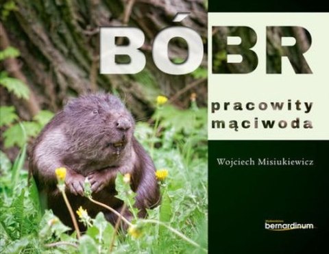 Bóbr pracowity mąciwoda Bóbr pracowity mąciwoda