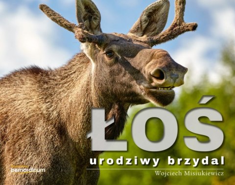 Łoś urodziwy brzydal Łoś urodziwy brzydal