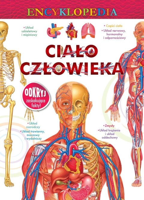 Ciało człowieka encyklopedia Ciało człowieka encyklopedia