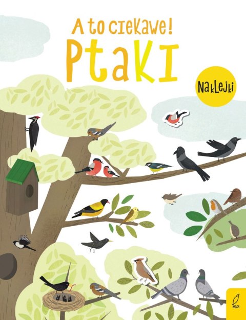 Ptaki a to ciekawe Ptaki a to ciekawe