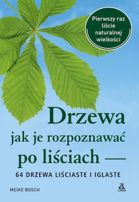 Drzewa - jak je rozpoznawać po liściach Drzewa - jak je rozpoznawać po liściach