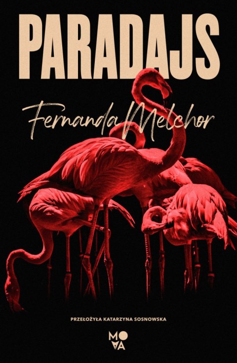 Paradajs Paradajs