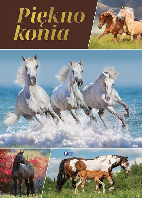 Piękno konia Piękno konia