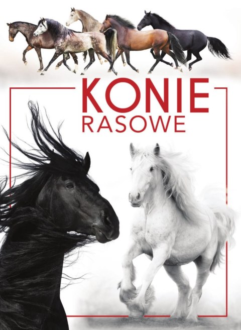 Konie rasowe Konie rasowe