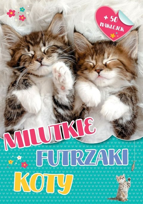 Milutkie futrzaki. Koty Milutkie futrzaki. Koty